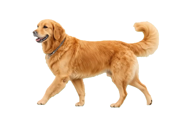 Animated golden retriever desktop pet preview